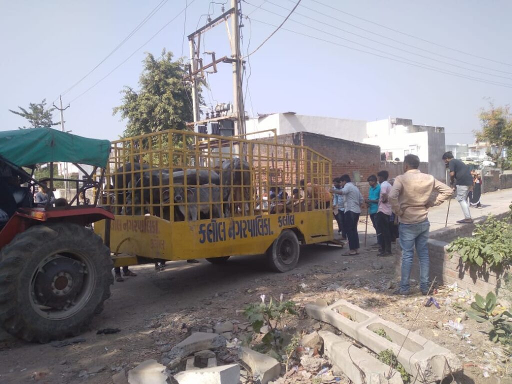ગાયોનો ત્રાસ થશે દૂર : કલોલ નગરપાલિકાએ ઢોર પકડવાનું ચાલુ કર્યું