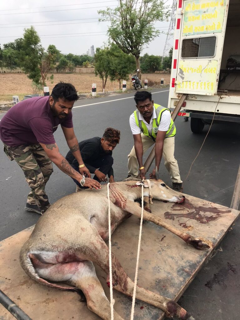 શેરથા નજીક વાહનની ટક્કરે નીલગાય ઇજાગ્રસ્ત થતા રેસ્ક્યુ કરાઈ