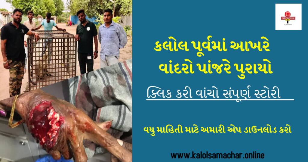 સદભાવના ફાઉન્ડેશન-વનવિભાગ દ્વારા કલોલ પૂર્વમાં કરડતા વાંદરાનું રેસ્કયુ કરાયું 