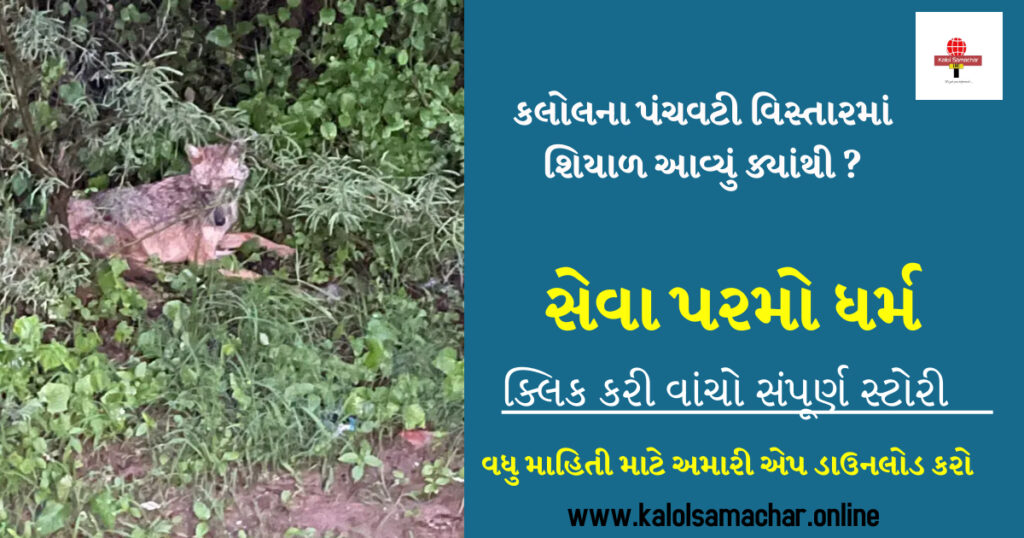કલોલના પંચવટીમાં શિયાળનું ઘાયલ બચ્ચું દેખાતા અચરજ
