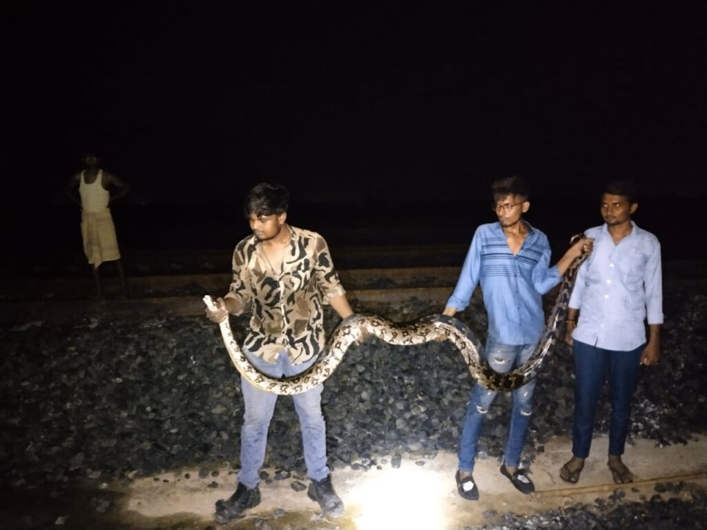 કલોલના બોડીપુરા ખાતેથી મહાકાય અજગર પકડાયો, જુઓ ફોટા 