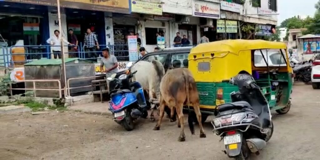 કલોલમાં આખલા યુદ્ધ, અનેક વાહનને નુકશાન, એક વ્યક્તિ ઘાયલ 