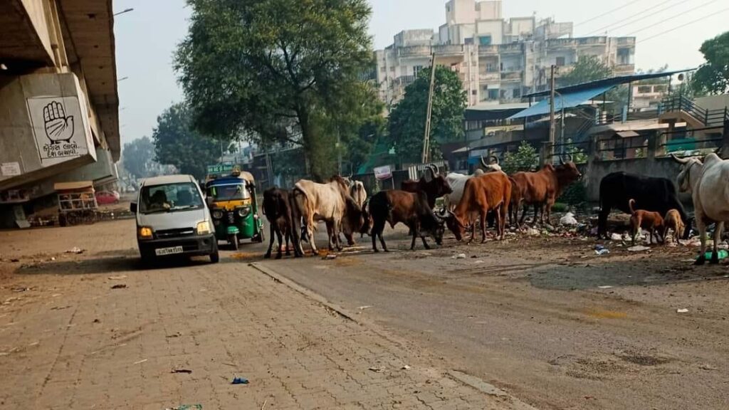 કલોલમાં ગાયો અને ગાબડાથી સામાન્ય નાગરિક પરેશાન,નગરપાલિકા ક્યારે જાગશે ?