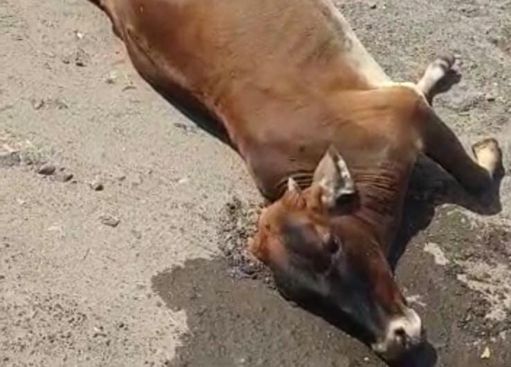 કલોલ હાઇવે પર વાહનની ટક્કરે ગાય ઈજાગ્રસ્ત