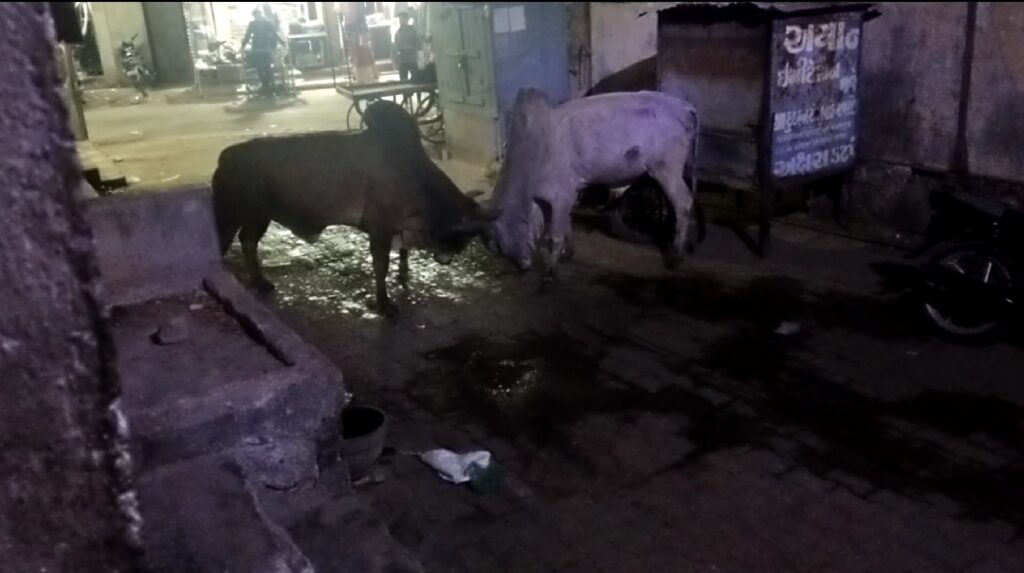 કલોલમાં આવેલ બજારમાં  આખલા યુદ્ધ  સર્જાયું