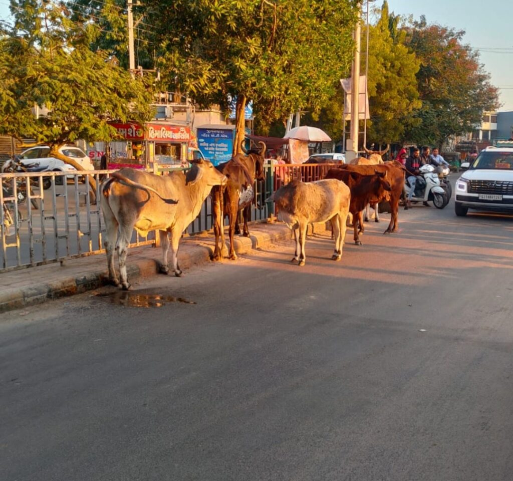 કલોલમાં ઢોર પકડવાની કામગીરી નિયમિત કરવામાં આવતી હોવાના તંત્રના દાવા પોકળ સાબિત થયા