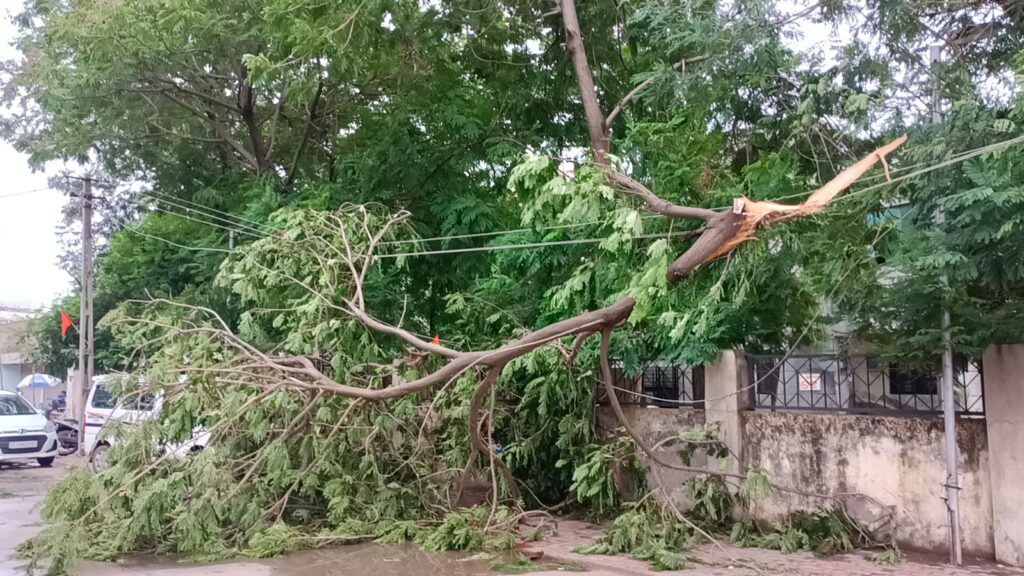 કલોલમાં વાવાઝોડું ફૂંકાતા ક્યાં ક્યા ઝાડ પડ્યા,વાંચો 