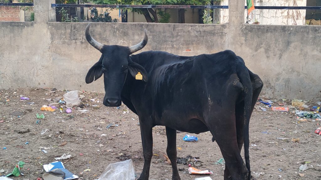કલોલ પાલિકાએ 47 ગાયો પકડી પાંજરાપોળ મોકલી 