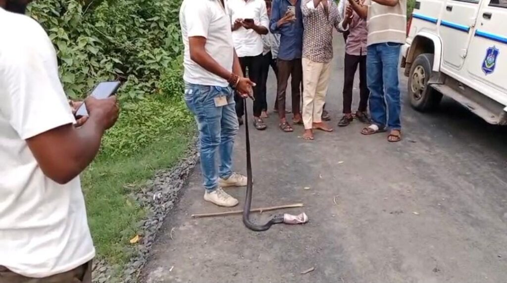કલોલના શેરીસા ગામમાં બીયરના ટીનમાં ફસાયેલા ભારતીય નાગનું સફળ રેસ્ક્યૂ